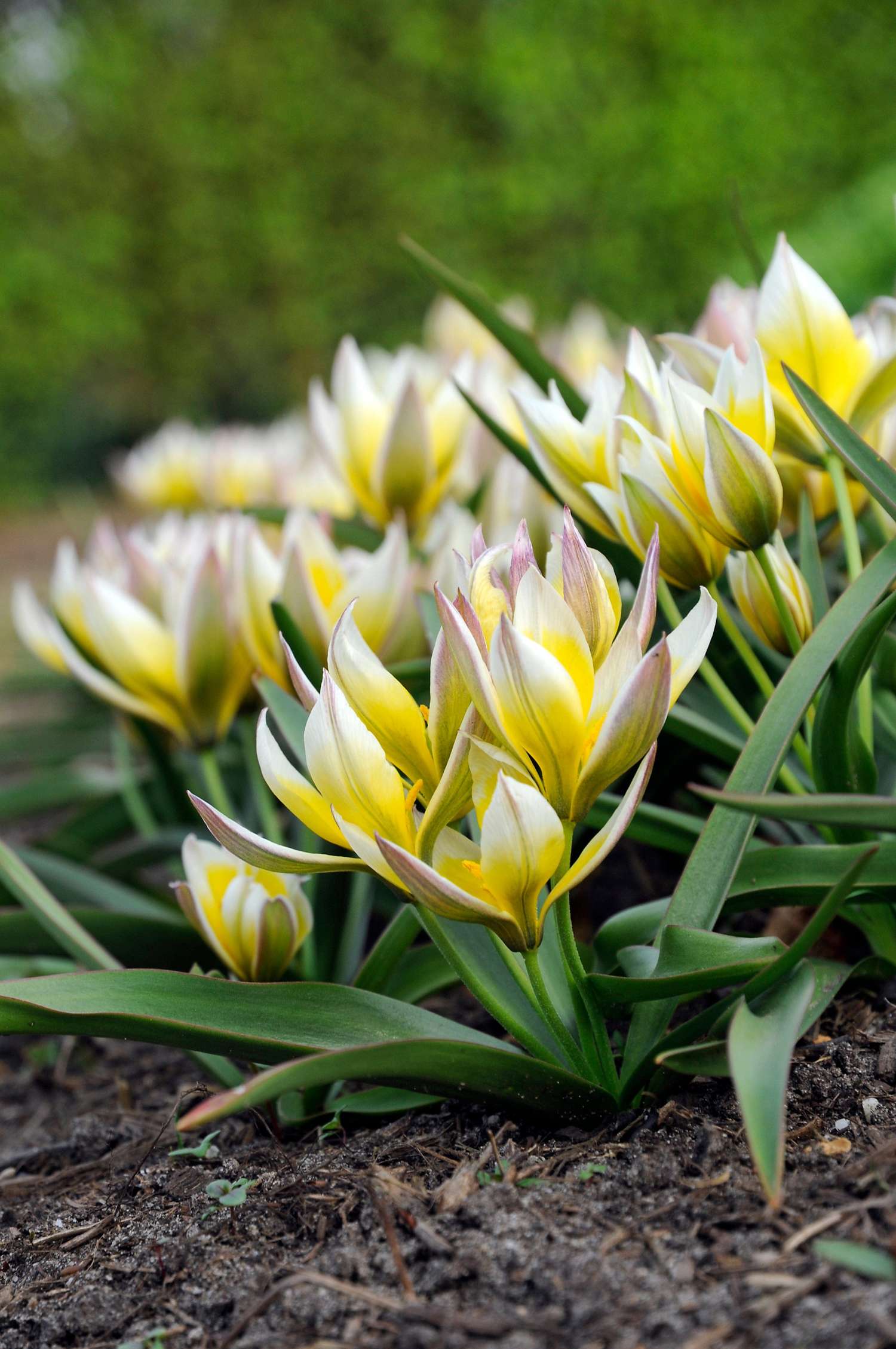 Botaaninen tulppaani 'Turkestanica'